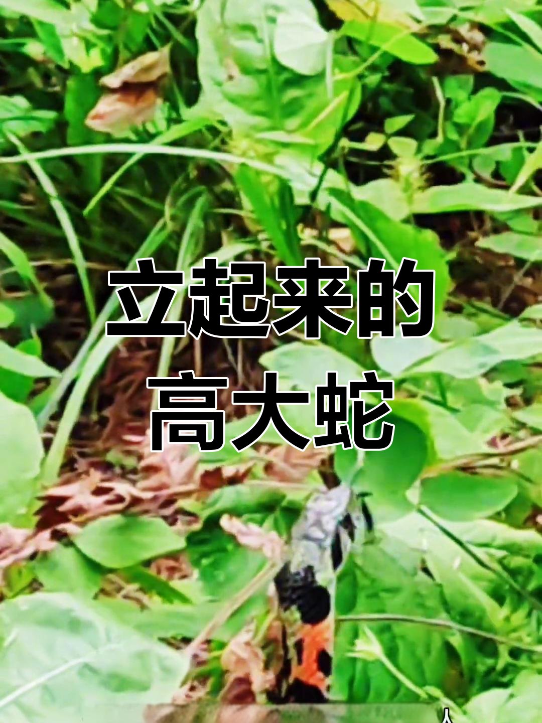 山中奇遇:野鸡脖子蛇,立起高高的身姿