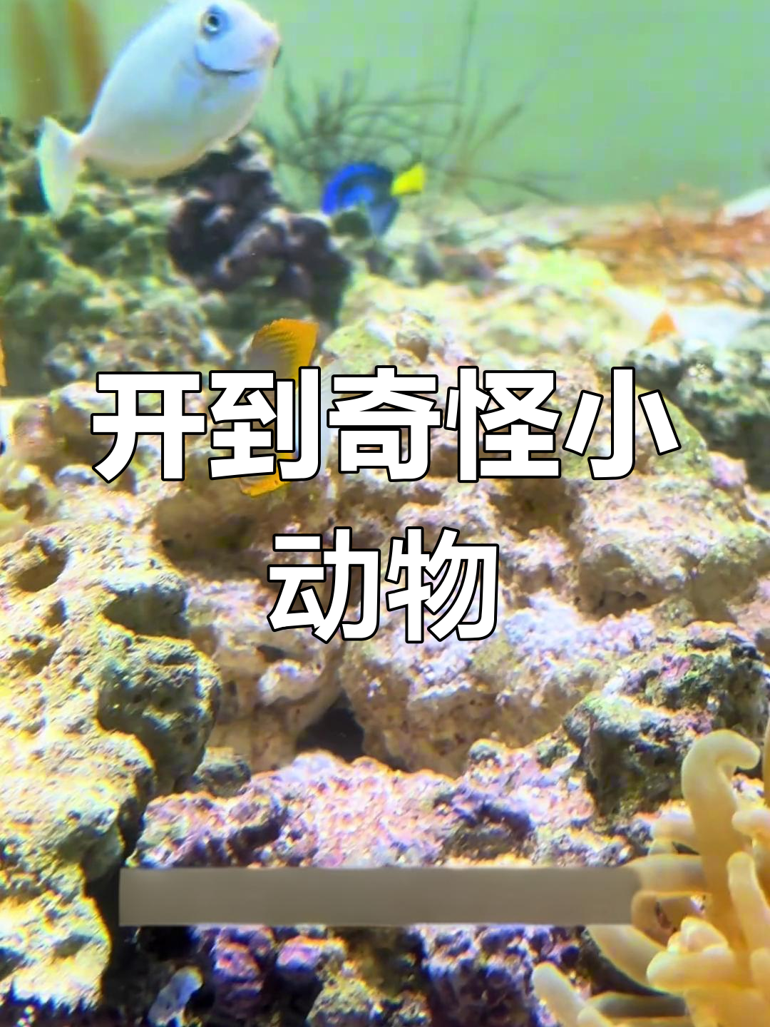 海洋生物盲盒开箱,稀有蝙蝠鱼和外星海胆登场!