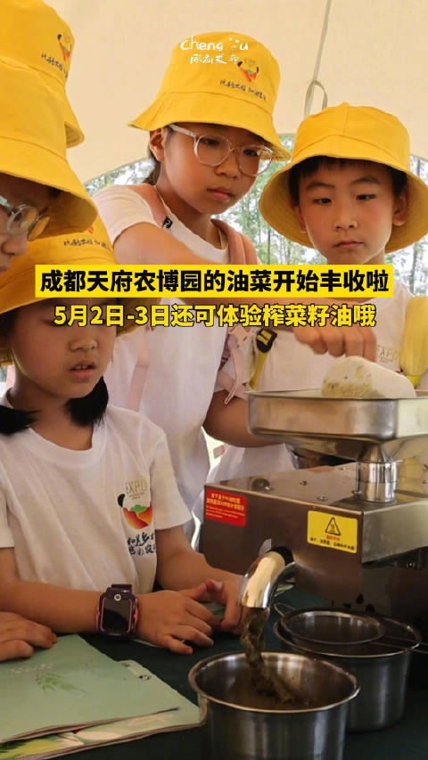 「自己榨菜籽油是种什么体验?」这个五月来成都走花路吧 近日,成都天府农博园的油菜开始丰收啦
