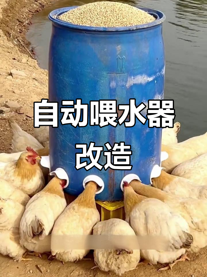 废料桶变喂鸡神器,自动加水加食超省心