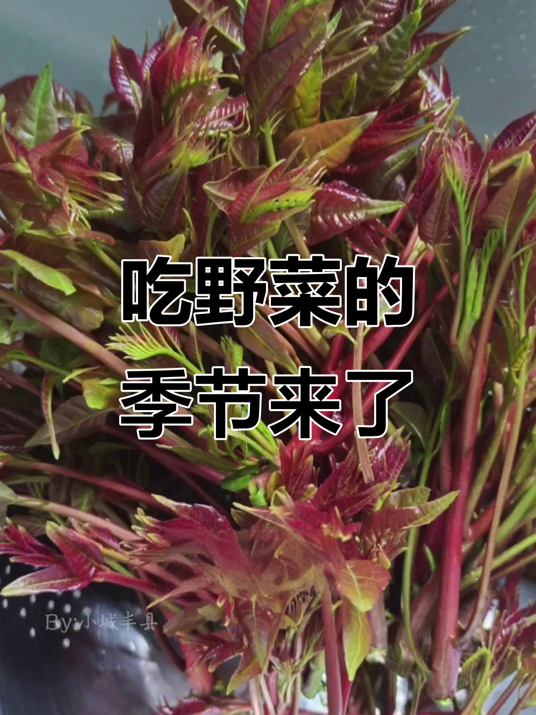 丰县野菜大赏:荠菜、马蜂菜,你吃过几种?