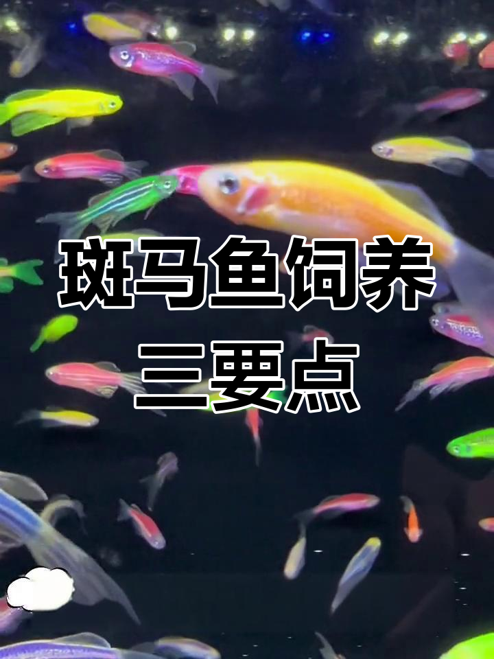 养斑马鱼的三大禁忌,避免常见误区