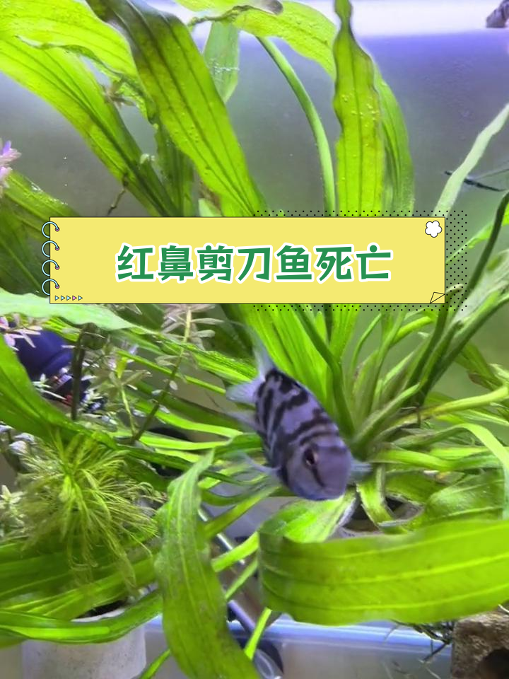 买了红鼻剪刀鱼和青铜鼠,结果被咬死了