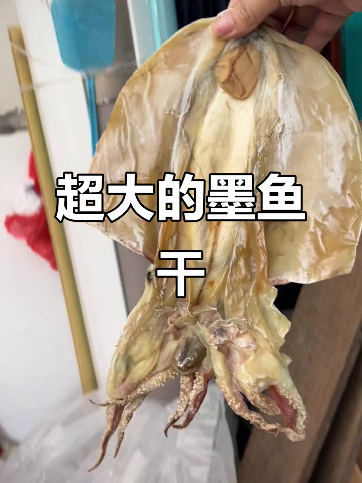 超大墨鱼干,竟然这么大!