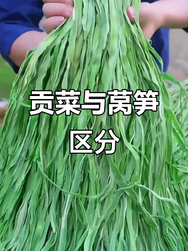 贡菜与莴笋大不同，脆爽口感多种吃法
