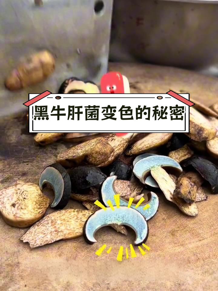 云南黑牛肝菌变色全过程,爆炒才够味