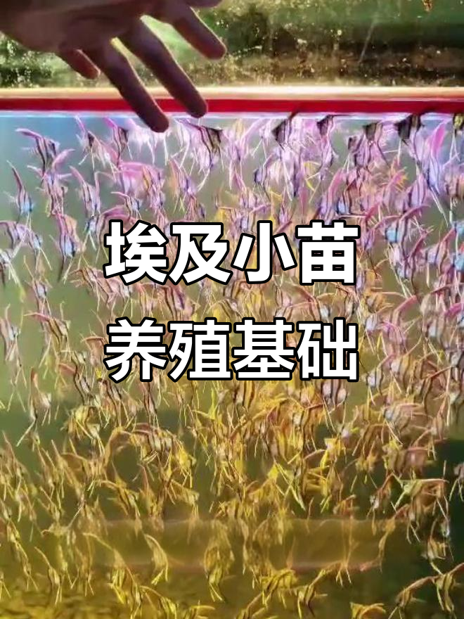 埃及神仙鱼饲养技巧：水质、水流与过滤要求全解析