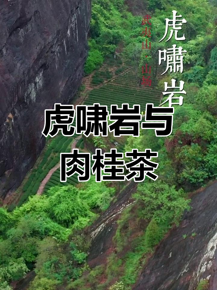 虎啸岩:武夷山三十六峰之一,肉桂茶的独特生长环境