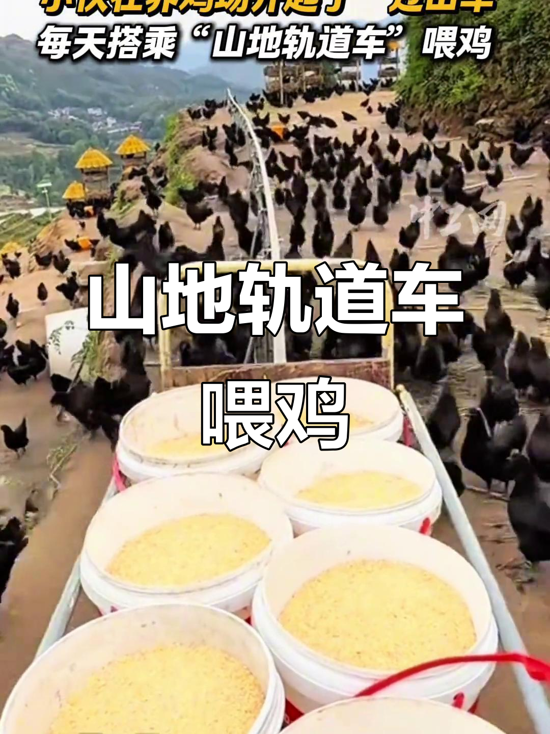 小伙每天乘“山地轨道车”喂鸡,养鸡场变过山车乐园