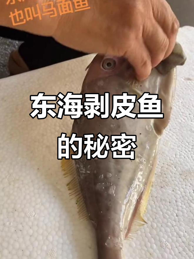 东海剥皮鱼大揭秘，完美去皮的秘诀就在这里
