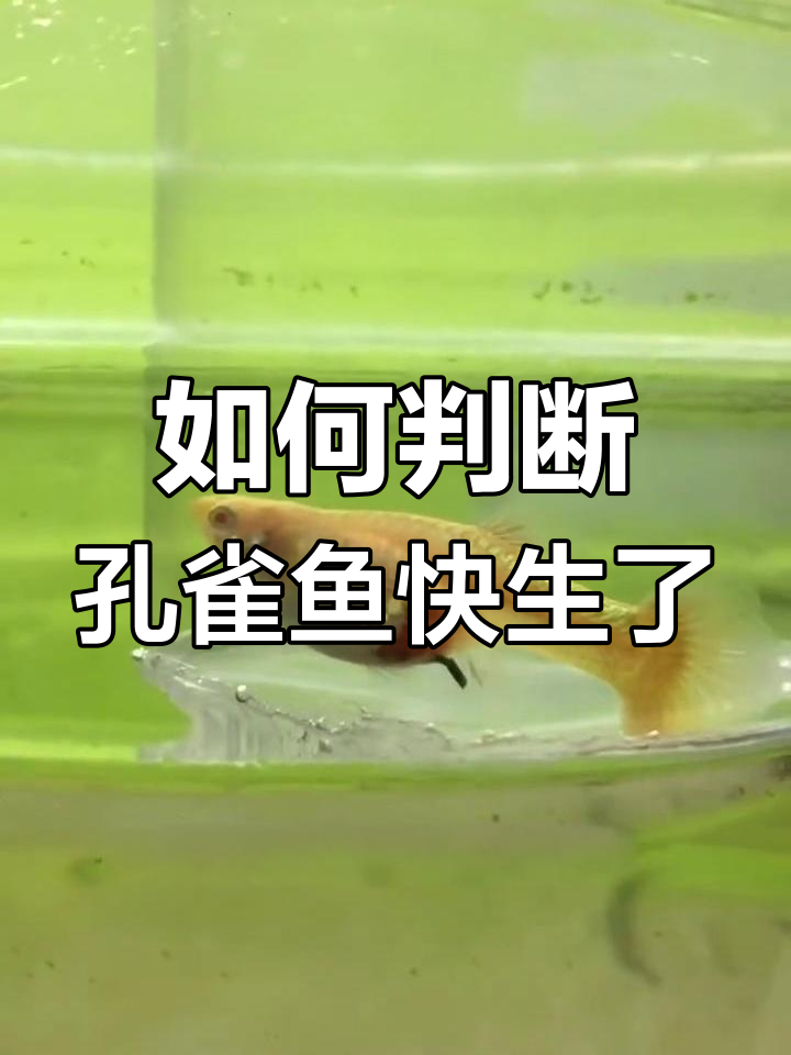 孔雀鱼临产前的五大征兆,快来看看吧!