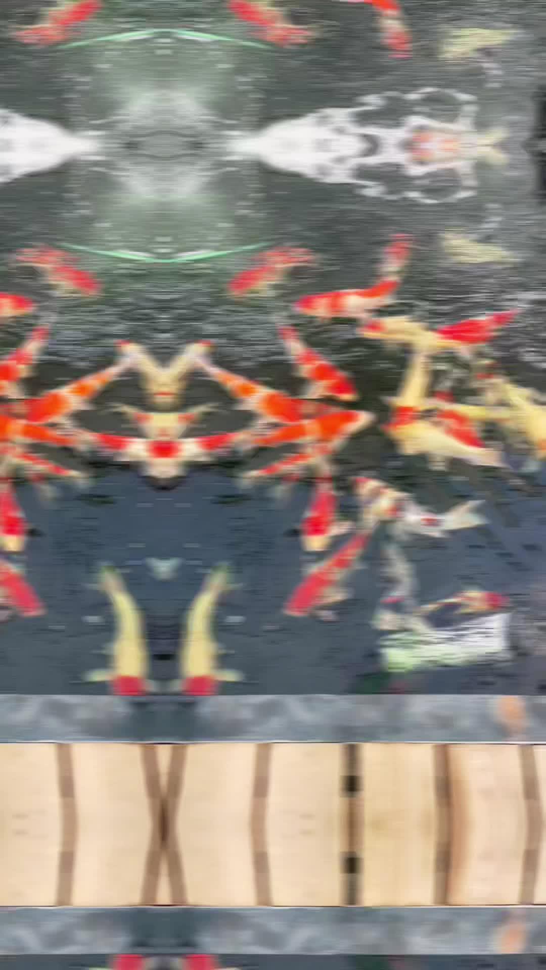 锦鲤鱼的深厚文化与风水寓意：“鲤”谐音“利/礼”，鲤鱼跃龙门象征高升；被视为招财纳福、吉祥