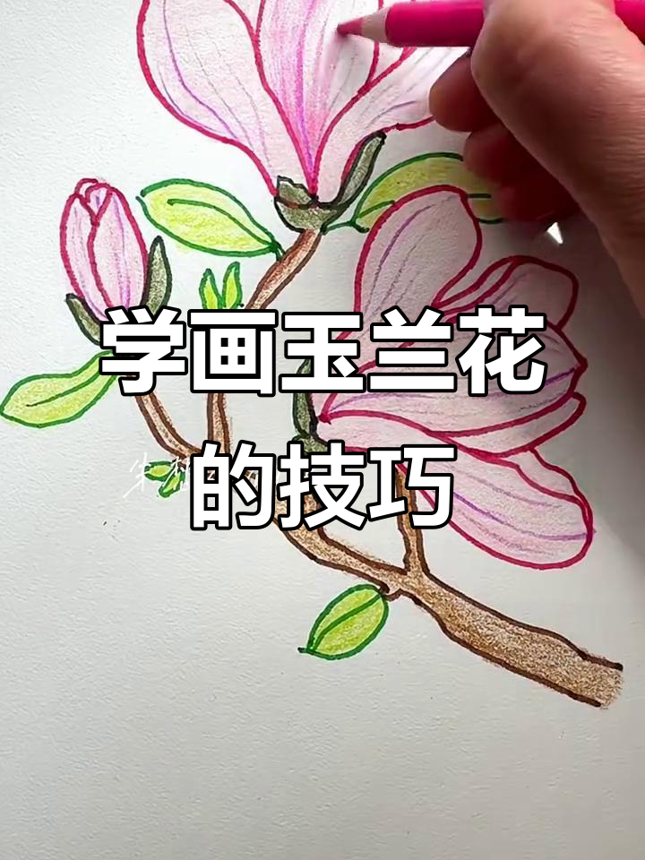 轻松画出玉兰花,简单又好看