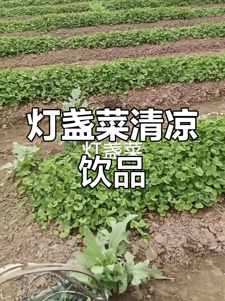 灯盏菜清热祛湿,打汤榨汁必备,夏季解暑神器