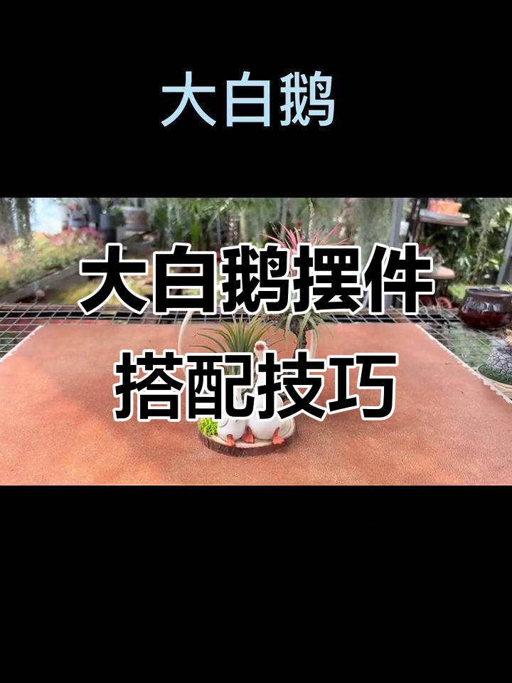 如何摆放大白鹅雕像与凤梨造型装饰,打造完美风水布局