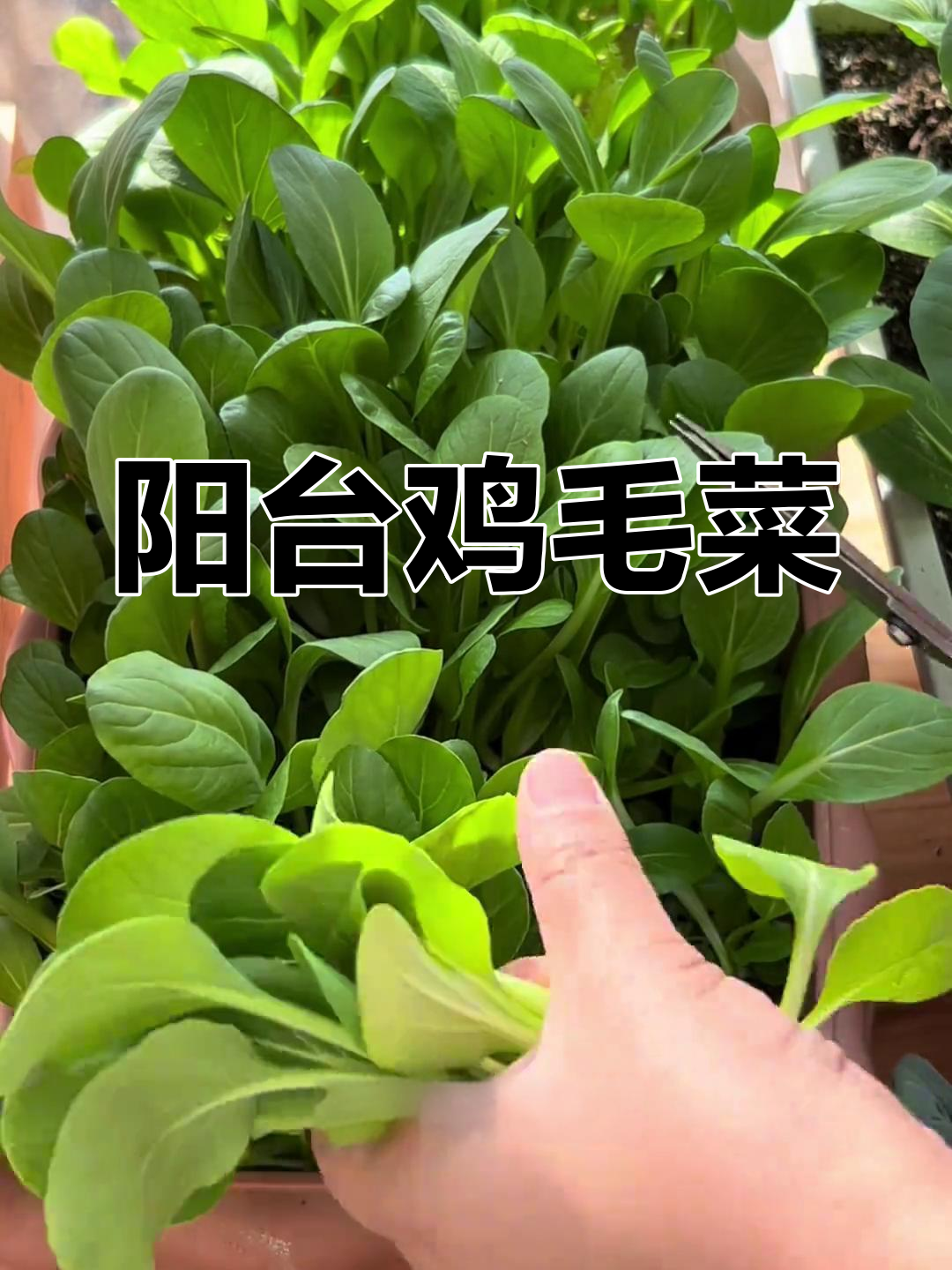阳台鸡毛菜,密植多次采收,一个月后就能收获!