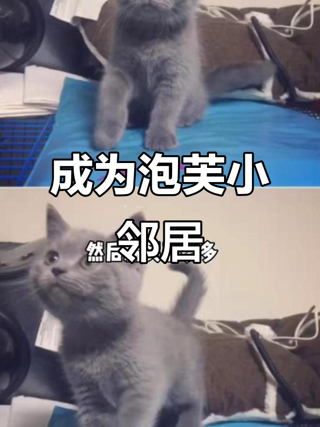 做网红猫邻居的奇妙体验,泡芙送礼物超有爱