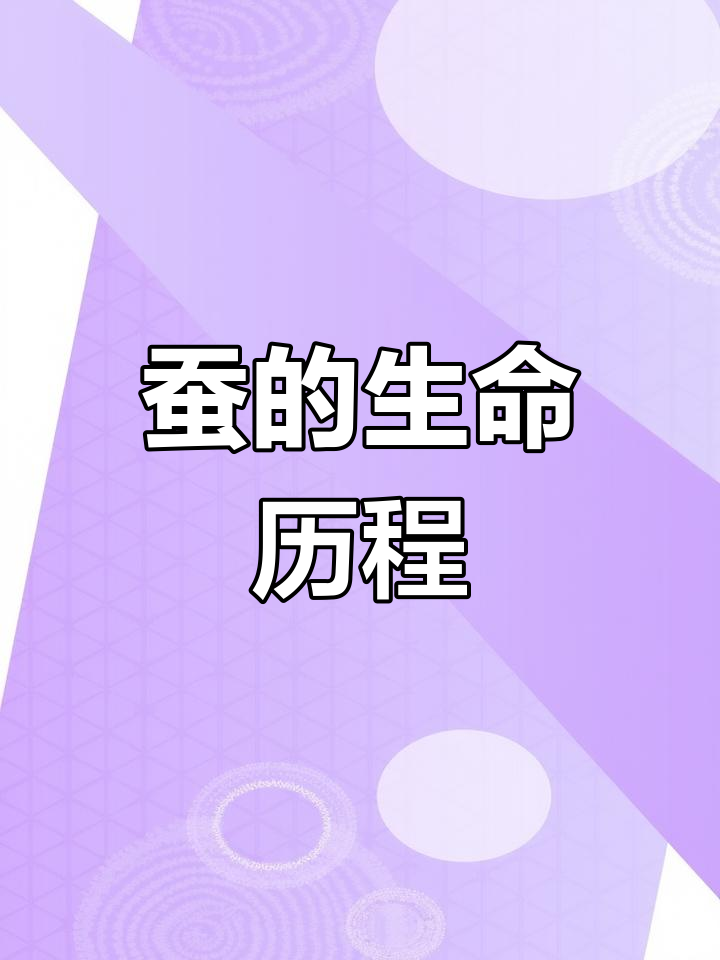 蚕的一生:从卵到蛹,再到成虫的简笔画