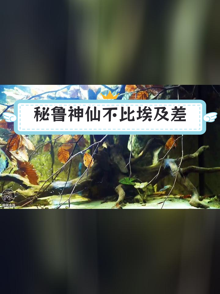 秘鲁神仙鱼与埃及神仙鱼的对比,究竟谁更优秀?