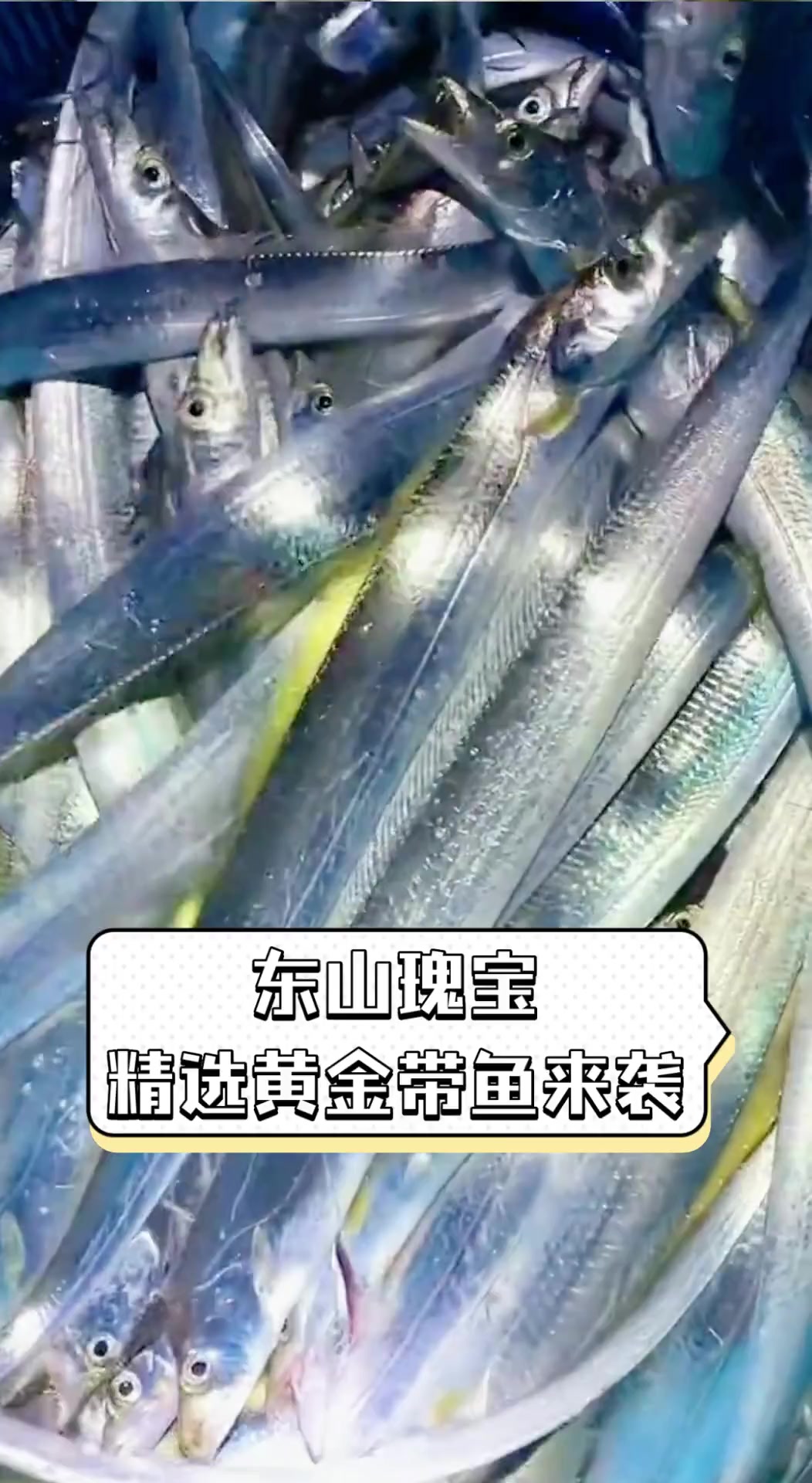 东山瑰宝,精选黄金带鱼来袭