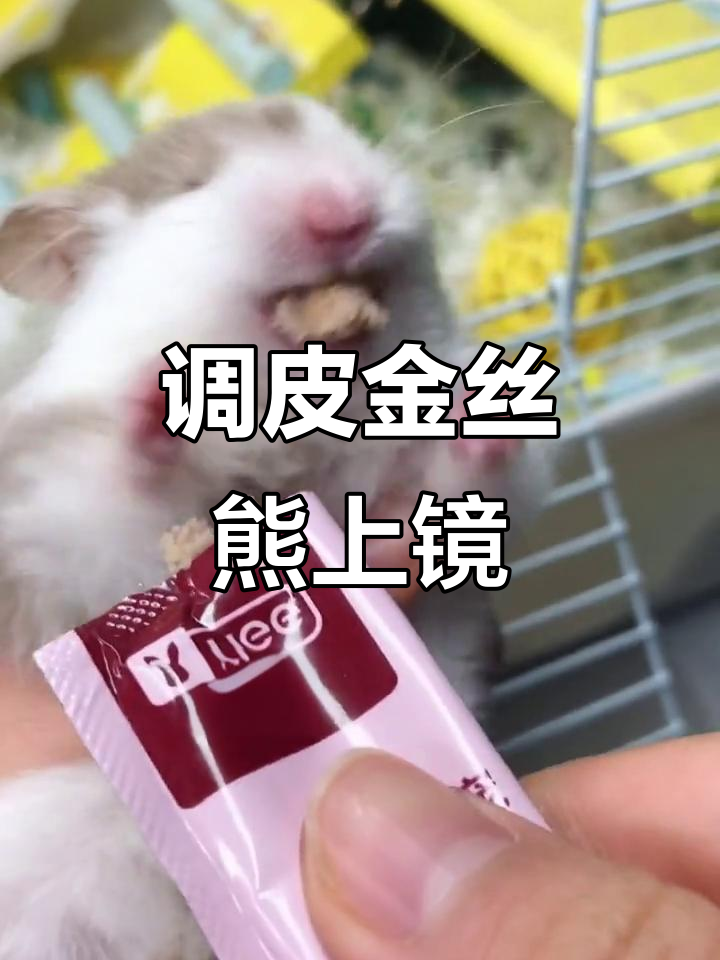 金丝熊新成员大揭秘,颜值爆表!robot和布朗尼谁更可爱?