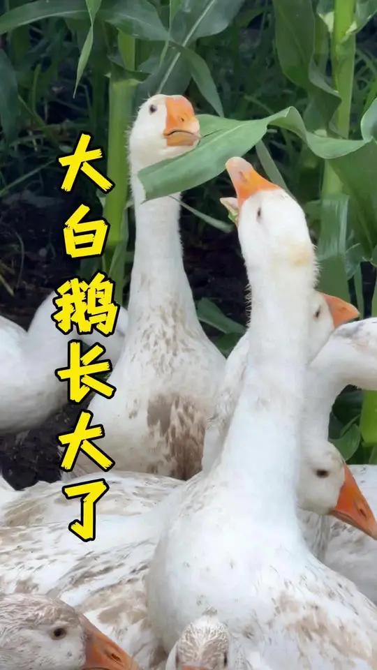 出壳76天的小鹅长大啦,很快就可以吃铁锅炖大鹅了