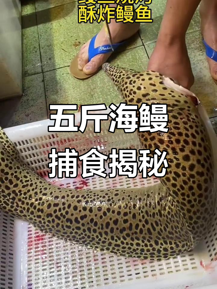 豹纹花豹扇:五斤海鳗的神秘捕食过程