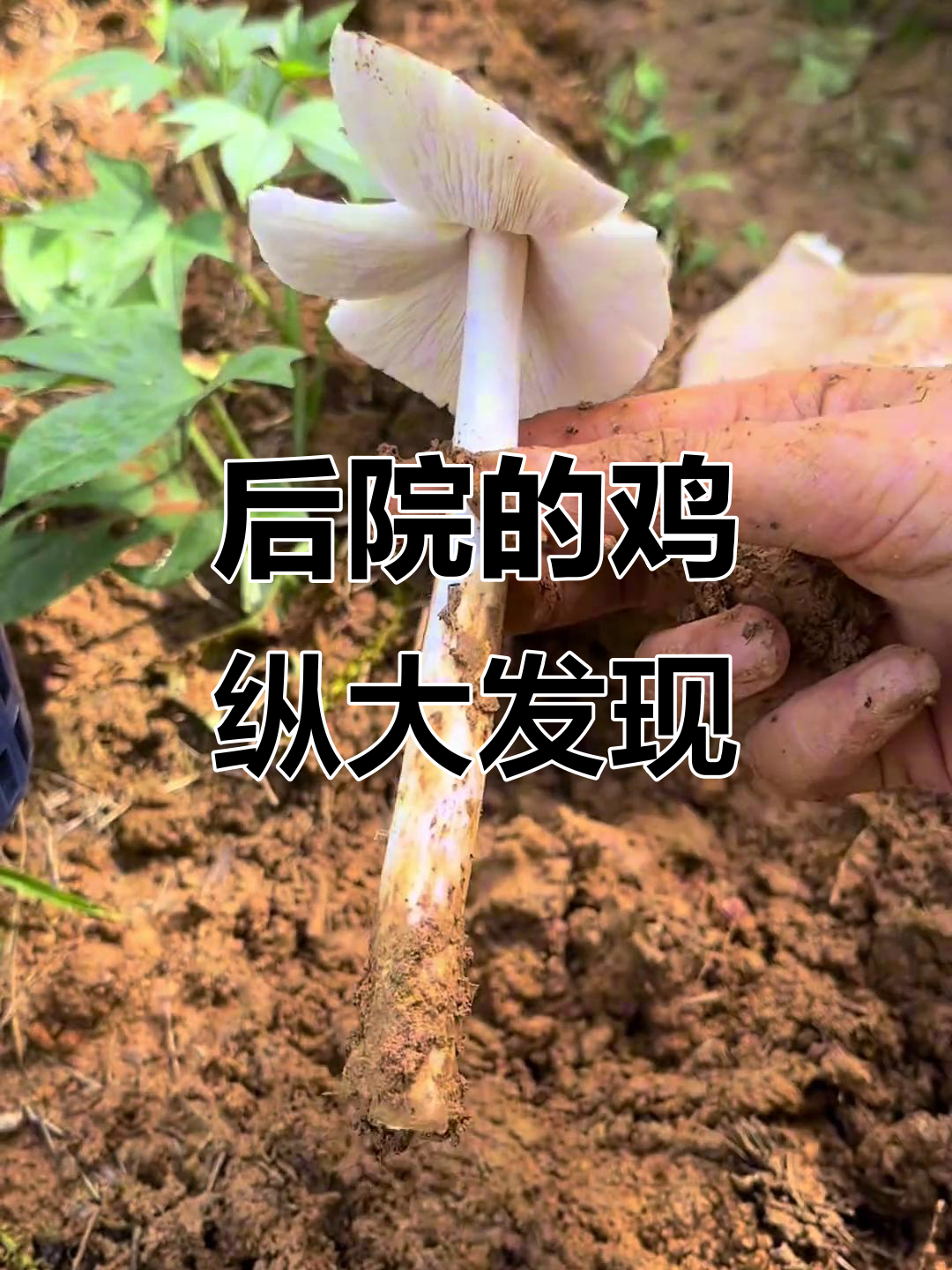 终于挖到鸡纵菌，后院惊喜满满！
