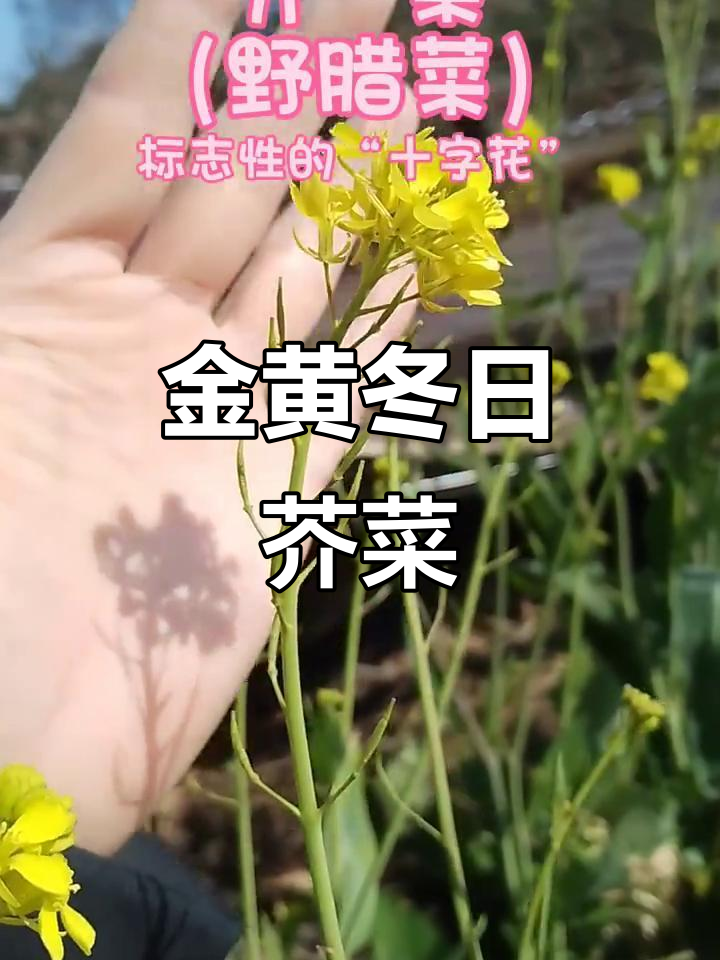 南京冬季的金色芥菜,冷凉气候中的美丽绽放