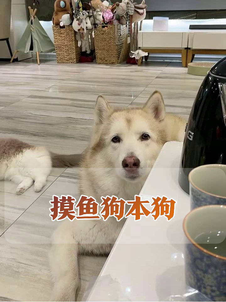 狗子桌下潜伏半小时,被茶杯吓出表情包,猫主子全程看戏
