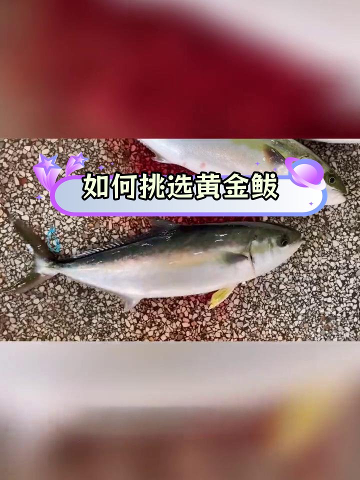 黄金鲅与普通鲅鱼的区别解析