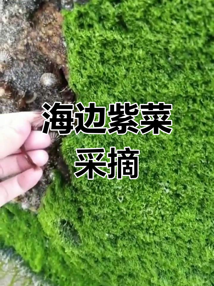 家乡海边野生紫菜采摘记