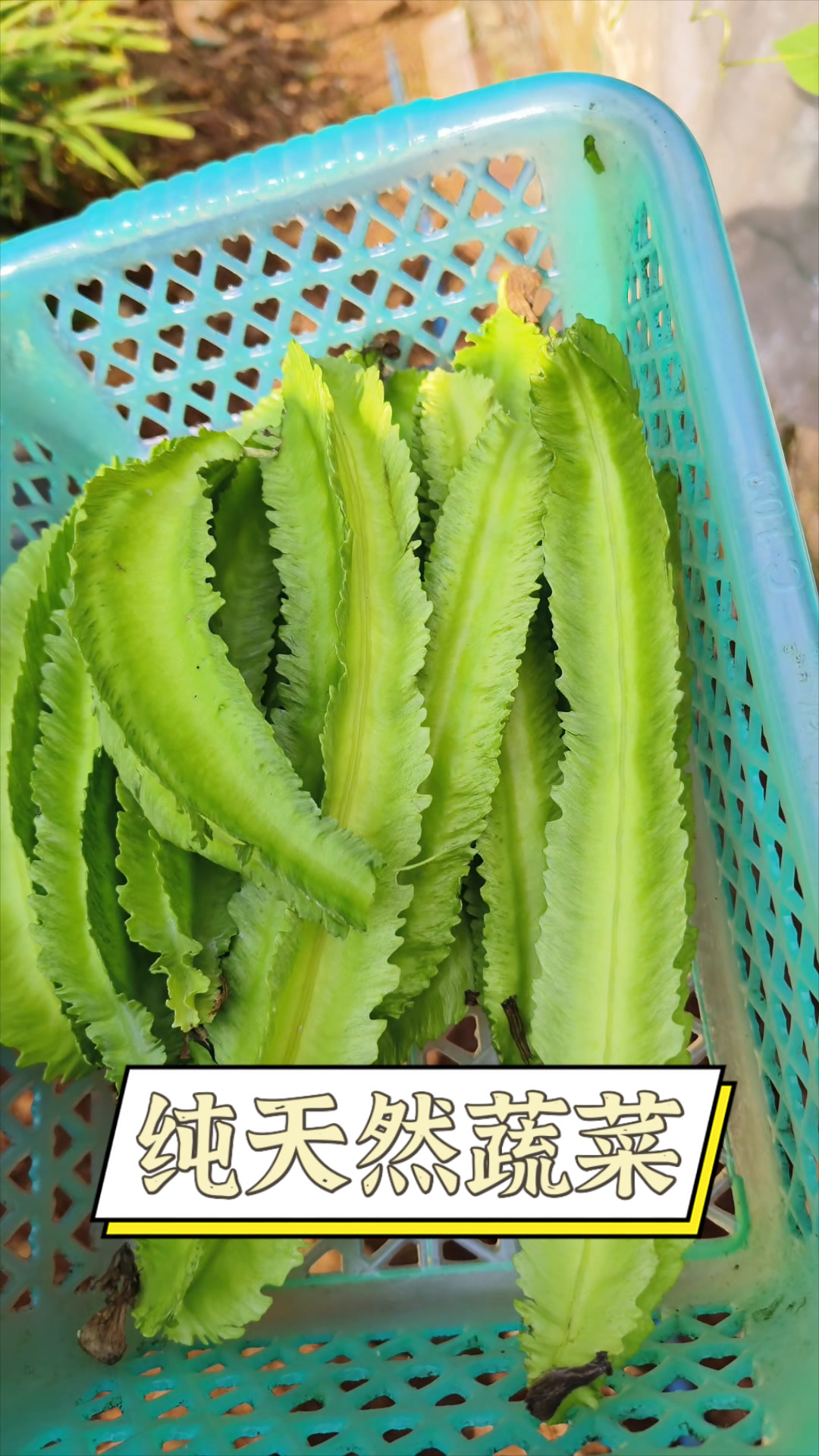 纯天然蔬菜