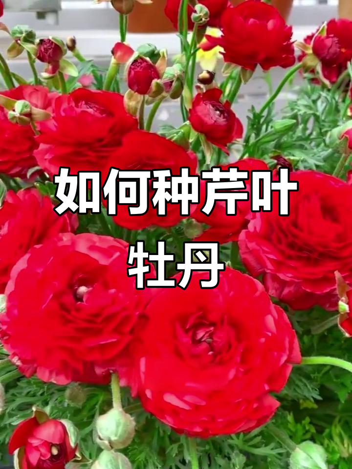 芹叶牡丹:从芹菜到名贵花卉,如何种植才能开花?