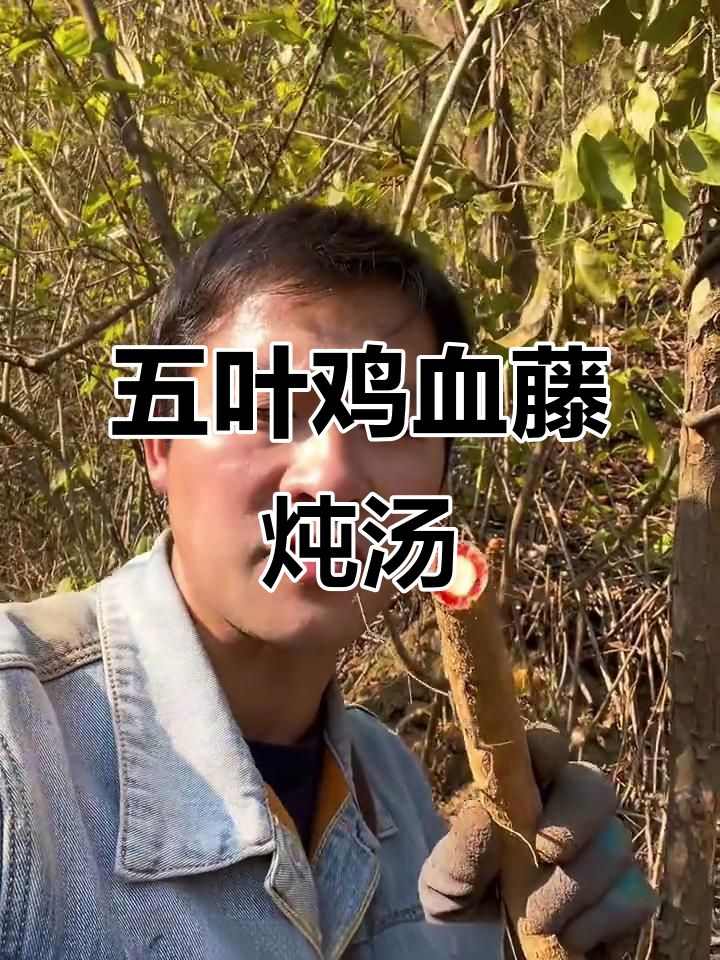 五叶鸡血藤炖老母鸡汤,滋补效果超乎想象