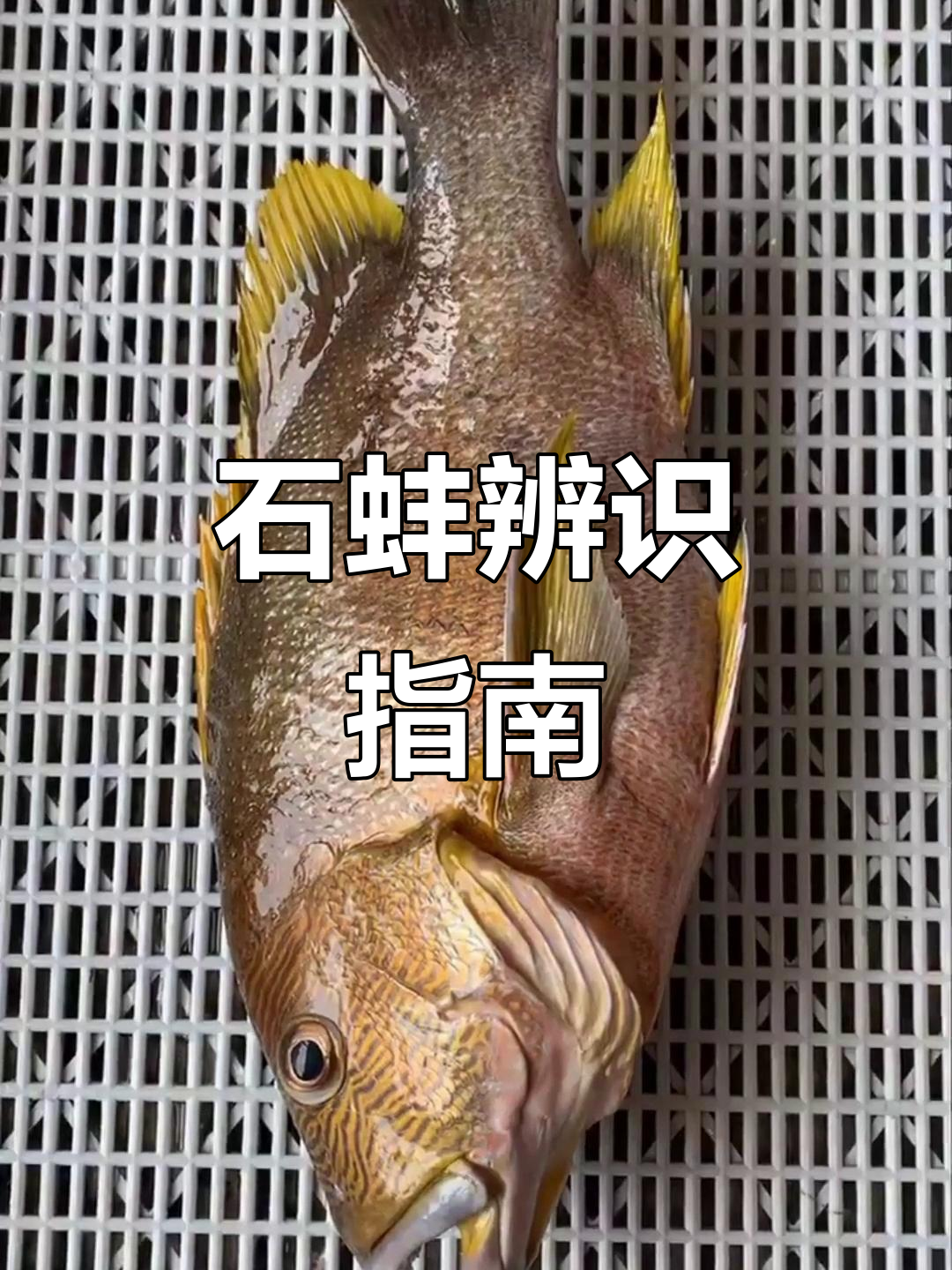 花石蚌与普通石蚌区别,鳃颊斑纹明显