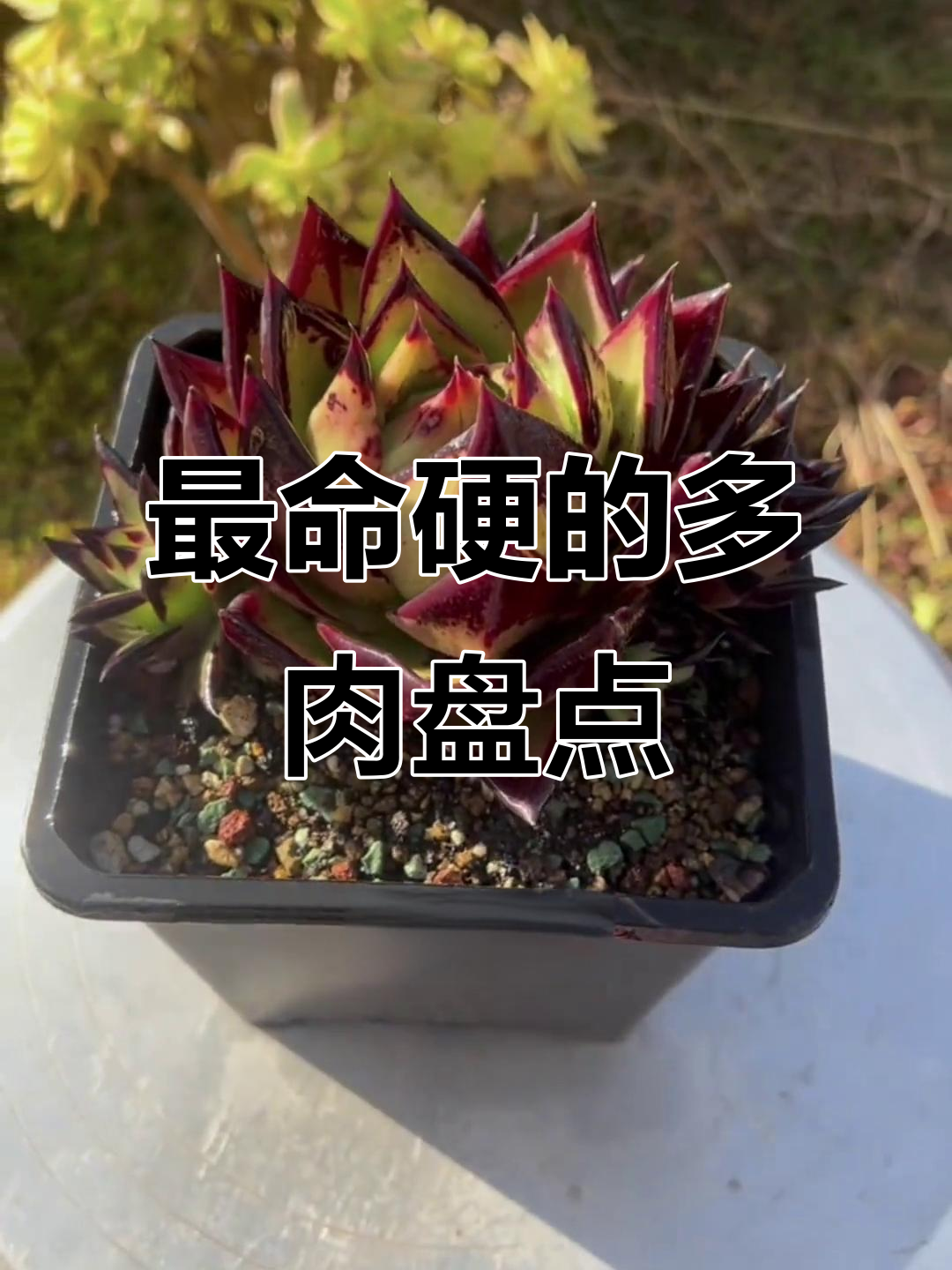 十款最耐养的多肉植物,轻松打造多肉花园