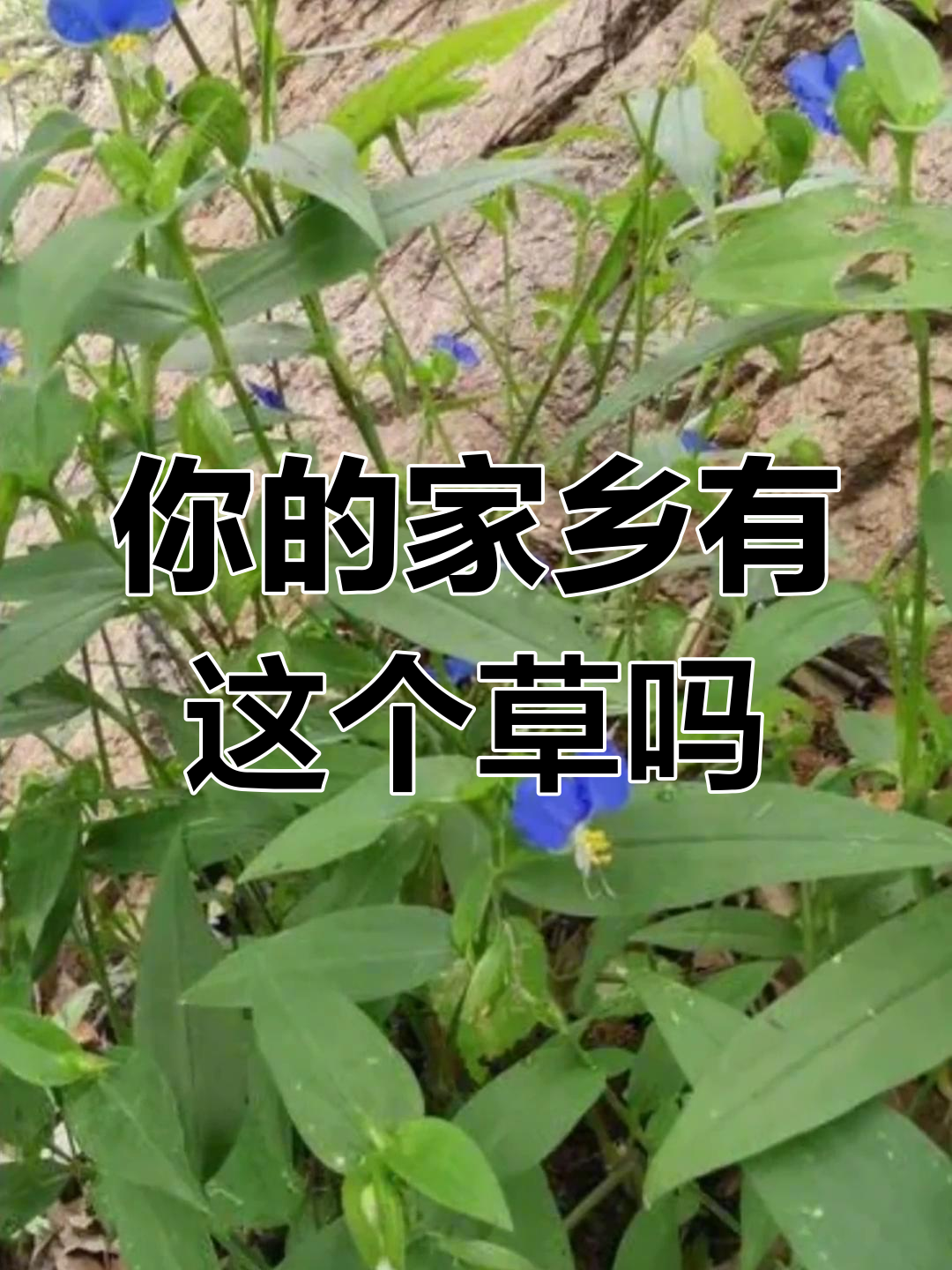 你家乡有这种草本植物吗?一起来认识它!