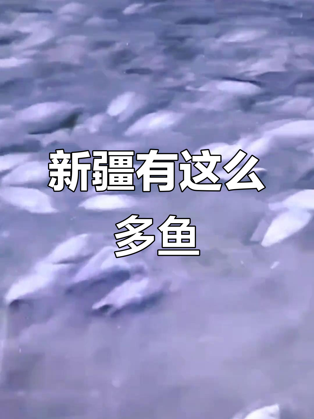 新疆人不吃鱼?看看这些野生鲫鱼的惊人数量!
