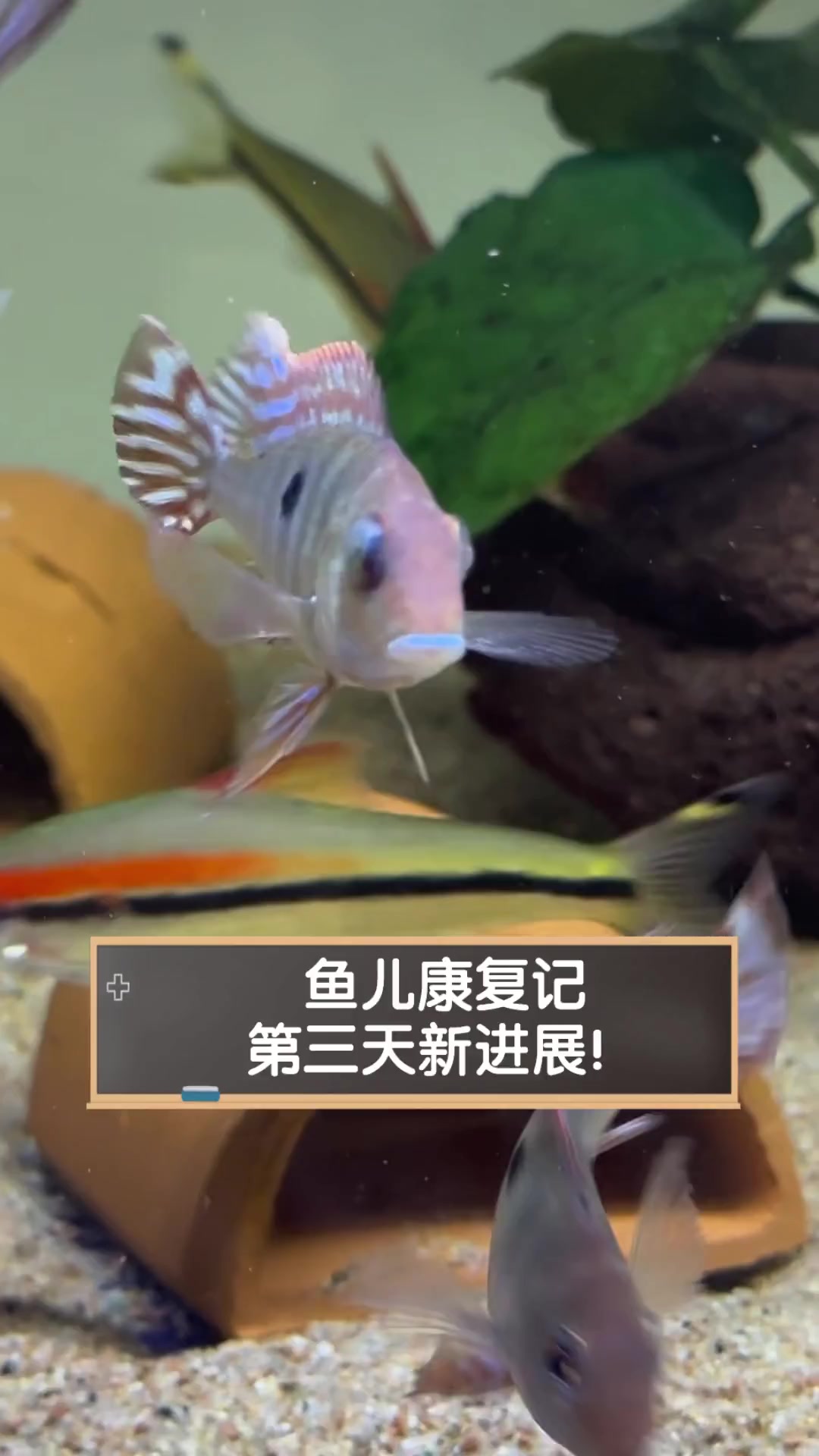 鱼儿康复记,第三天新进展!