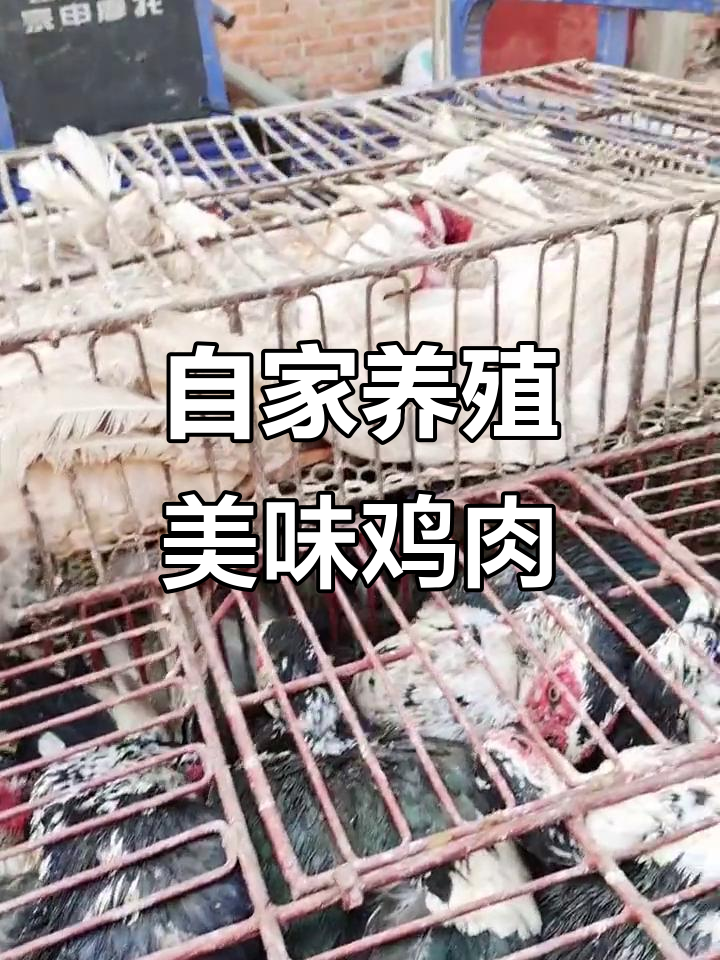 自家养殖的鸡鸭鹅鸣,肉质鲜美不容错过