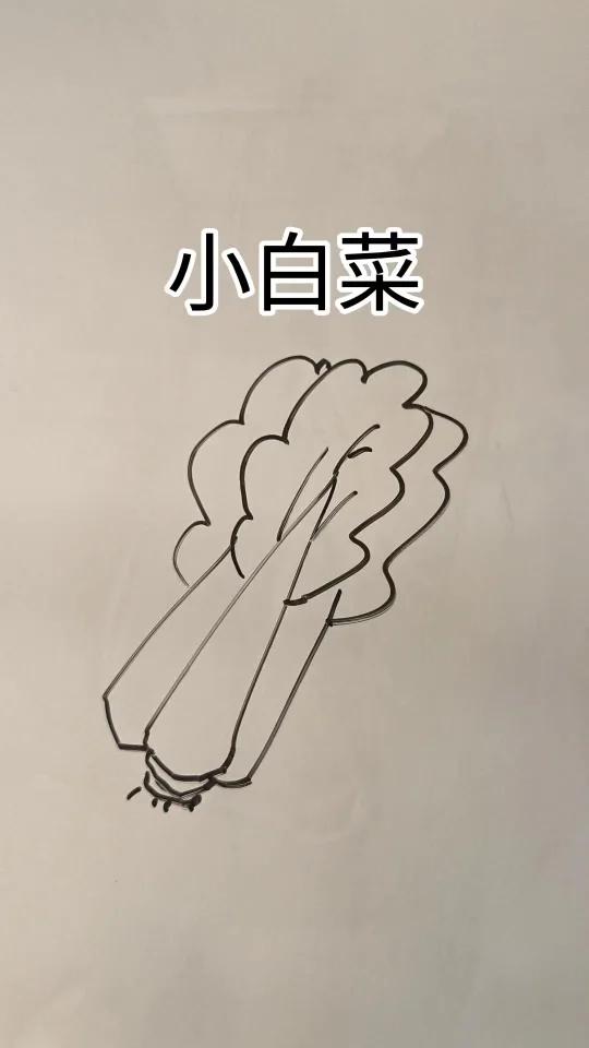 简笔画小白菜