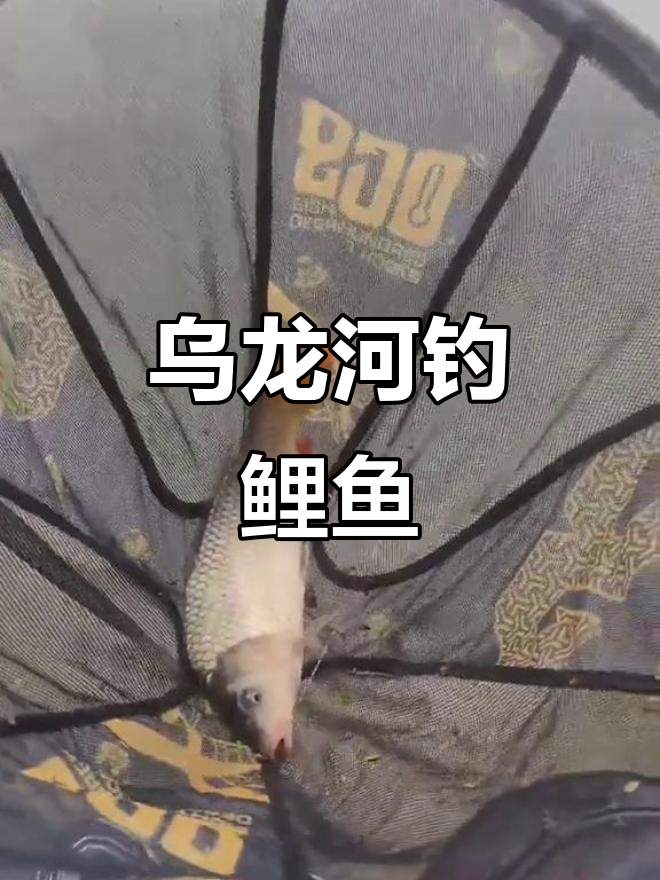 乌龙河钓鱼大丰收,七八条鲤鱼轻松到手