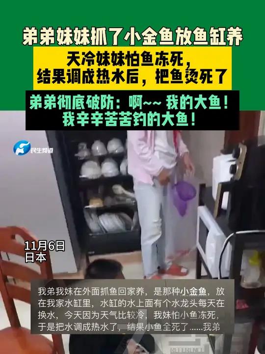 11月6日日本,弟弟妹妹抓了小金鱼放鱼缸养,天冷妹妹怕鱼冻死,结果调成热水后,把鱼烫死了,
