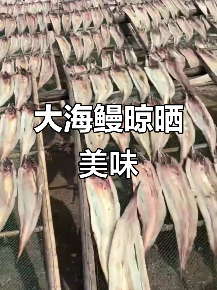 新鲜大鳗鱼晒干,肉质鲜美,油炸红烧清蒸皆宜
