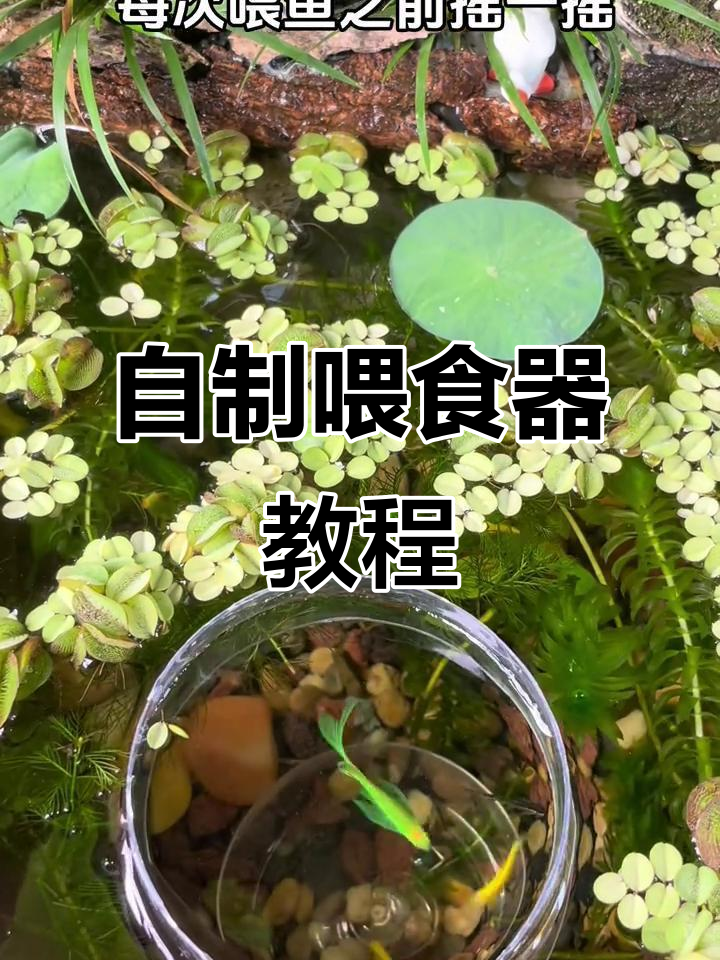 自制喂鱼器，让鱼儿定点吃饭不再乱飘