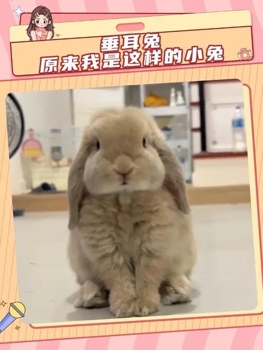 好萌！原来垂耳兔不知道自己是垂耳兔呀~