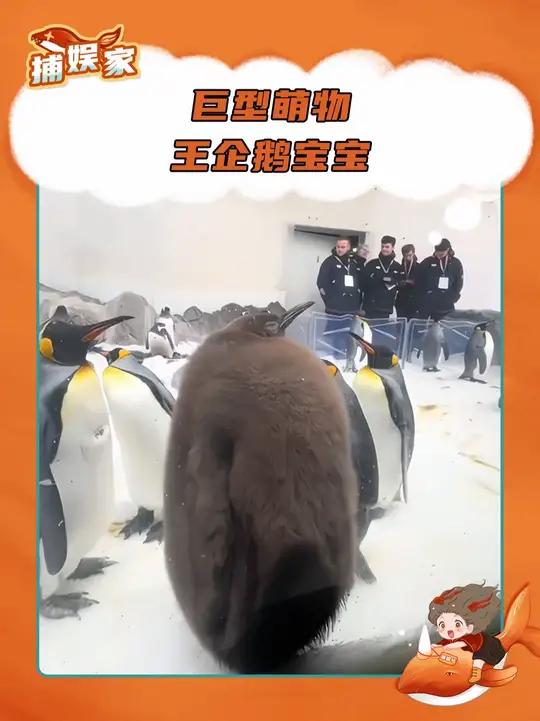 宝宝你是一个巨大的猕猴桃!