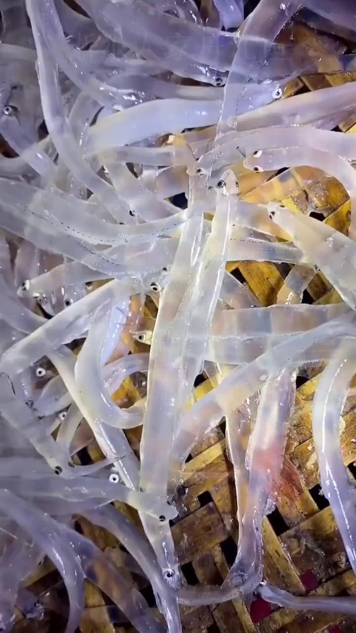 鱼类皇后银鱼,肉质鲜嫩营养全