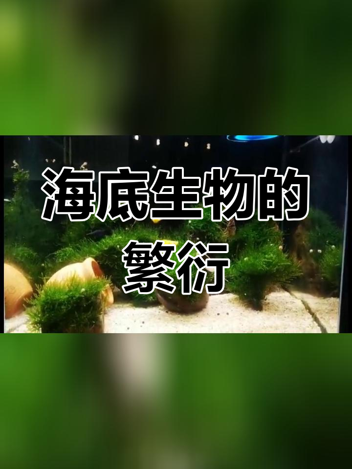 皮球鱼与玛丽鱼的繁殖过程